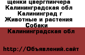 щенки цвергпинчера - Калининградская обл., Калининград г. Животные и растения » Собаки   . Калининградская обл.